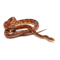 Corn Snake