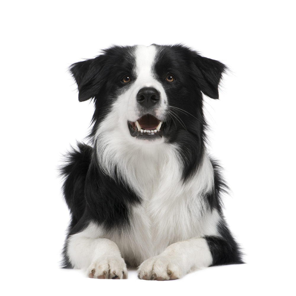 dog-Border Collie