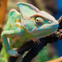 Chameleon