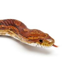 Corn Snake
