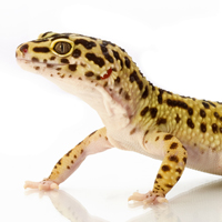 Leopard Gecko