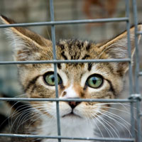 cat-adoption