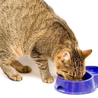 cat-food