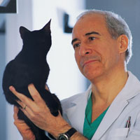 Veterinarian examining cat