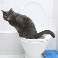 Clever domestic cat in a toilet