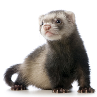 ferret
