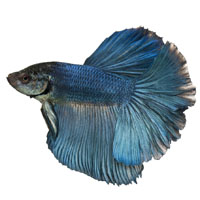 Blue Siamese fighting fish, Betta Splendens, swimming, white background.