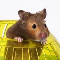 hamster