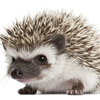 hedgehog