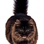 Maine Coon
