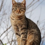Tabby