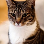 American Shorthair