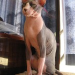 Sphinx