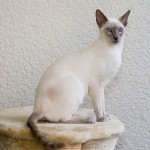 Siamese