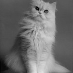 Persian_Cat