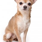 Chihuahua dog on white background