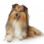 dog-Collie