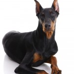doberman