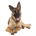 German shepherd (13 months old)