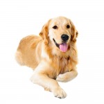 Golden retriever dog