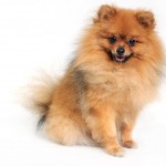 beautiful magnificent brown Pomeranian