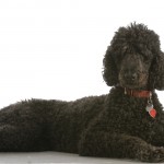 standard poodle laying down