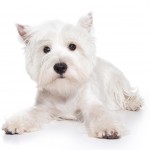 West Highland White Terrier puppy