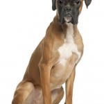 Boxer, twelve months old, sitting, white background.