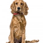 Cocker Spaniel, sitting (1 years old)