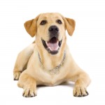 seated Puppy Labrador retriever